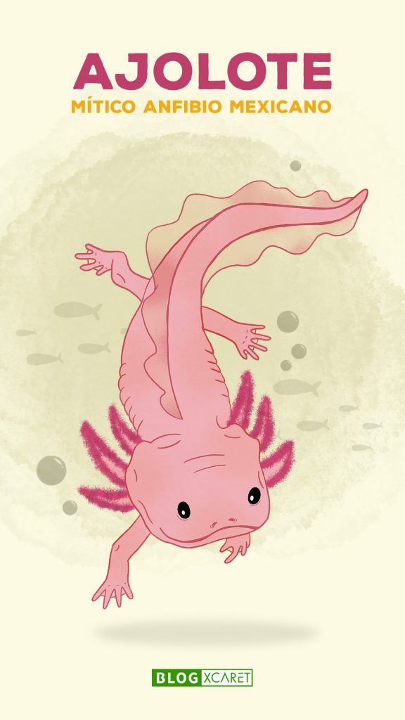 Mexican axolotl: mythical amphibian