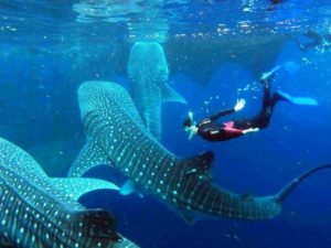 puerto morelos tour agency
