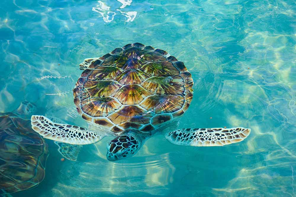 Turtle to Isla Mujeres
