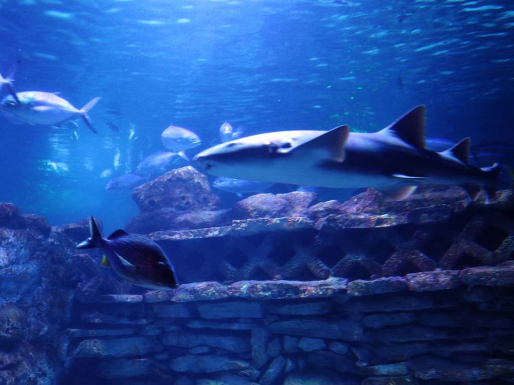 The Playa del Carmen Aquarium, new for 2017