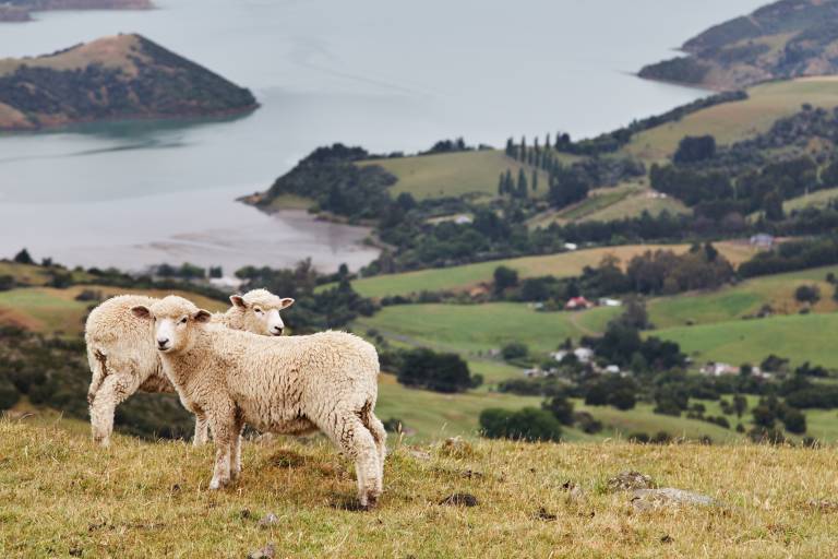 Landscape of New Zealand, Banks Peninsula