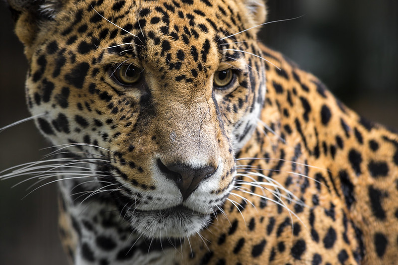 Jaguar - Endangered Animals