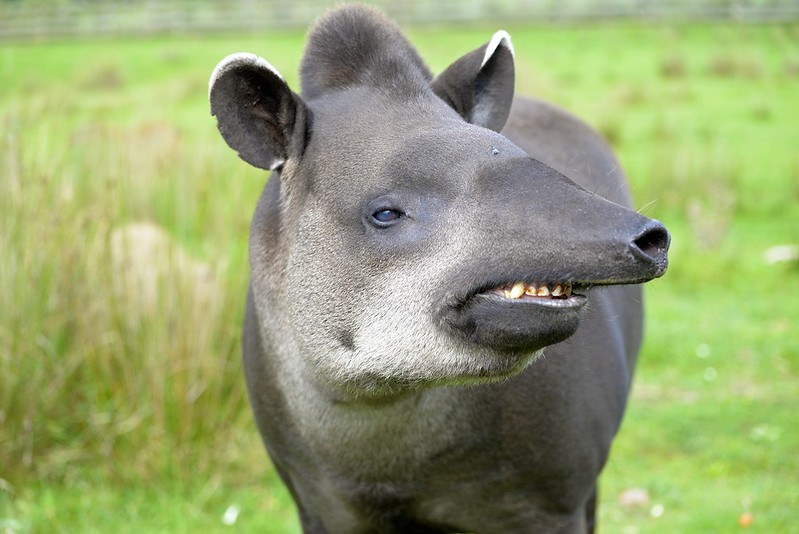 Tapir |  Endangered animals